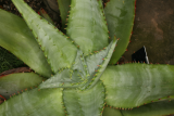Aloe ferox RCP8-09 075.jpg